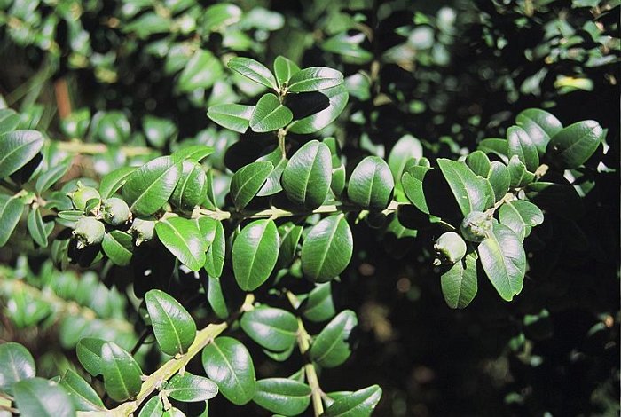 Buxus balearica (2)